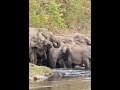 ครอบครัวช้างป่ากินน้ำ ในจังหวัดอุทัยธานี