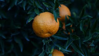 Orange Fruit Compilation | 4k Free Stock Footage | No Copyrights