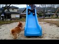 すべり台で遊ぶ犬 dog running up slide