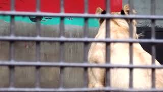 2013.10.19 宇都宮動物園☆ライオンのミミ―誕生日#4