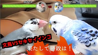 文鳥VSセキセイインコ～勝利はどちらの手に？～