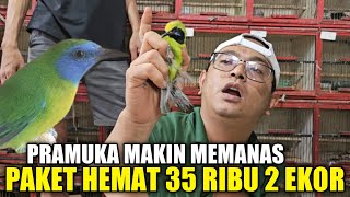 NGELUNJAK ! KIOS ALHAMDULILLAH MAKIN PARAH, RATUSAN EKOR BURUNG SUMATRA DIJUAL MURAH HARI INI