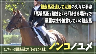 【ノンコノユメ】引退競走馬となり「馬場馬術」という競技で新たな世界を魅せてくれる競走馬【2024RRC / 引退競走馬杯】