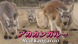 【カンガルー】アカカンガルーの生態〜立つと２mを超える 世界最大の筋肉ムキムキなカンガルー〜（Red kangaroo）