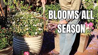 How to Prune Daisies for Non-Stop Flowers