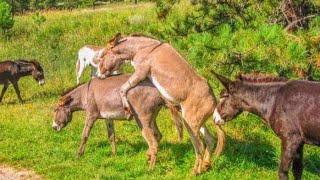 Donkey meeting  Finally ☺️