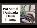 Pot daun pisang : Anak pokok tidak stress ketika dipindahkan.