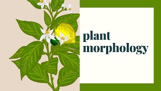 Plant Morphology