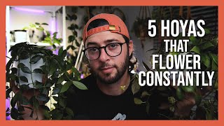 5 Hoyas That Flower Constantly | My Flowering Hoyas