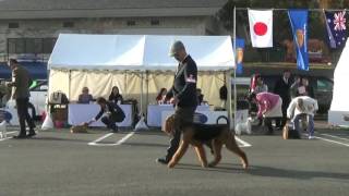 栃木シティ・ドッグクラブ展　テリアグループ♀　2016.11 .20