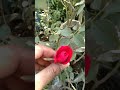 beautiful rose flower shortvideo homegarding beautifulroseflower gardaning