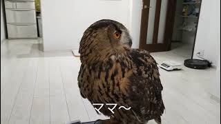 フクロウのジュニ君🦉