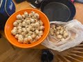 Garlic harvest 2024