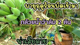 เจอพายุฤดูร้อนพัดเข้ามา ทำให้กล้วยน้ำว้าภายในสวนล้ม 2 ต้น น่าเสียดายมาก | เกษตรมือใหม่ เมืองสุรินทร์