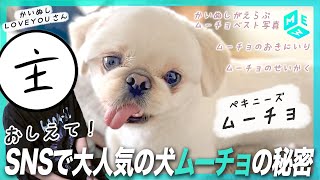 大人気のペキニーズ・ムーチョの自宅を訪問！飼い主さんに聞くムーチョの秘密