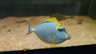 The Blonde Naso Tang also known as the Elegant Tang or the Orangespine Unicornfish...