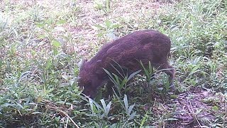 【イノシシ】トレイルカメラに映る大量のウリボウ達。