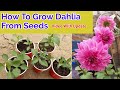 How To Grow Dahlia Flower Plant From Seeds / Dahlias Seeds Plantation