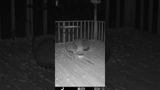 Three fluffy raccoons enjoying the night on the deck for peanuts