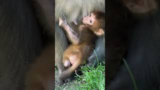 Animal Life Monkey Protect Wildlife #Shorts 090921 3