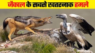 जैकाल के सबसे खतरनाक हमले | Most Dangerous Attacks Of Jackal