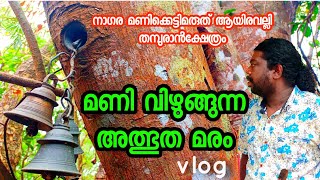 മണി വിഴുങ്ങുന്ന അത്ഭുത മരം. നാഗര മണിക്കെട്ടിമരുത് ആയിരവല്ലി തമ്പുരാൻക്ഷേത്രം vlog malayalam,