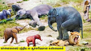 யானைகள் பற்றிய 20 ஆச்சரியமான உண்மைகள் | 20 UNBELIEVABLE FACTS ABOUT ELEPHANTS