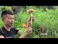 小伙去山上捡野生菌，发现土坟墓被人挖过，过去一看高兴坏了