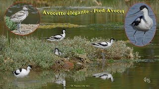 Avocette élégante (Pied Avocet) New 2017