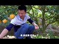 huanong brothers we participate in an orange harvesting competition and win.