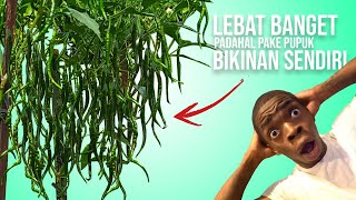 CARA MENANAM CABE KERITING AGAR BUAHNYA LEBAT