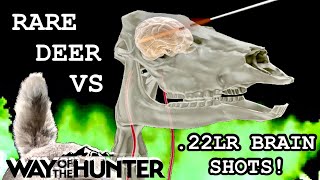 22LR STINGER VS RARE DOES IN WAY OF THE HUNTER! MAKING BRAIN SHOTS \u0026 DROPPING RARES IN THEIR TRACKS!