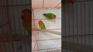 Fisher parrot breeder pair😱🦜 #bird #parrot #lovebird #1ksubscribers #viral #shorts #shortvideo