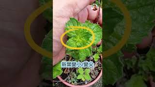 永不放棄｜重生｜葡萄柚薄荷｜小心螞蟻與蚜蟲