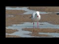 grab a crab. video 07 silver gulls feeding on soldier crabs.