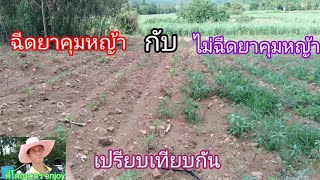 ฉีดกับไม่ฉีด ยาคุมหญ้า ในไร่มันสำปะหลัง แบบใหนดีกว่ากัน