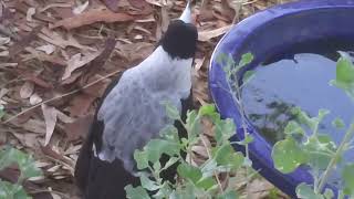 Magpie climbs ladder to get into tree