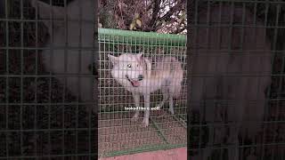 Rescue Wolf Kept Crying For His Mate...❤️ | The Dodo