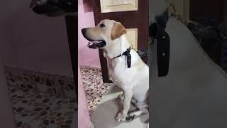 நல்லா போஸ் குடுக்குற நான்#lablovers #petowner #dogs #funny #dog#dogowner #labradorlovers #❤️🌹❤️