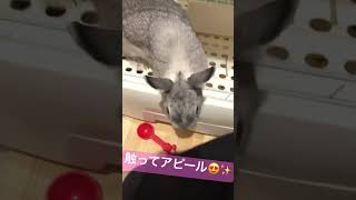 #うさぎ#rabbit #bunny #かまってちゃん