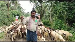 Konaseema villages life style