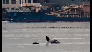 大阪湾のクジラ死ぬ