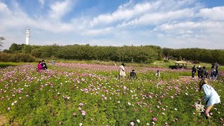 하늘공원 서울억새축제