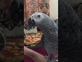 Smokey the african grey parrot speaking in marathi and english !