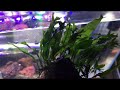 java fern windelov java fern plant profile