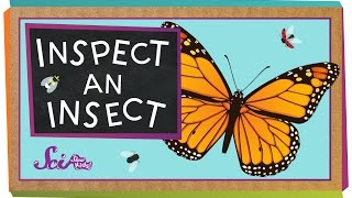 Inspect An Insect