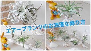 南国 の 植物 エアープランツ ホルダー の 作品・飾り方・宮古島 の 綺麗な海 おうち時間 の インテリア 観葉植物 グリーンで 癒やし をokinawa japan green dailyvlog