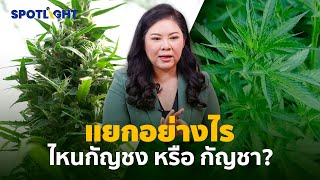 แยกอย่างไร ไหนกัญชง หรือ กัญชา ?   | SpotlightTH