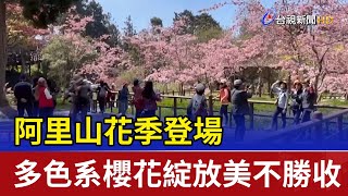 阿里山花季登場 多色系櫻花綻放美不勝收！