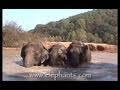 The Elephant Sanctuary | Information About The Elephant Sanctuary in Tennessee